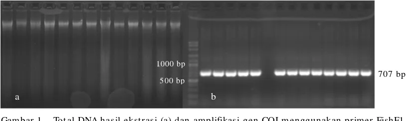 Gambar 1.Total DNA hasil ekstrasi (a) dan amplifikasi gen COI menggunakan primer FishF1