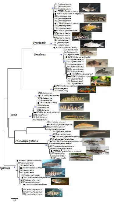Gambar 2.Dendrogram gen COI ikan-ikan introduksi potensial (•) sequence dari genbankFigure 2.Dendrogram of COI gene of introduced fish (•) sequences from genebank