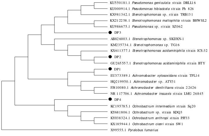 Gambar 3.Dendogram filogeni isolate bakteri nitrifikasi berdasarkan sekuen 16S-rRNA.Figure 3.Phylogeny dendogram of nitrifying bacteria isolates based on 16S-rRNA sequence.