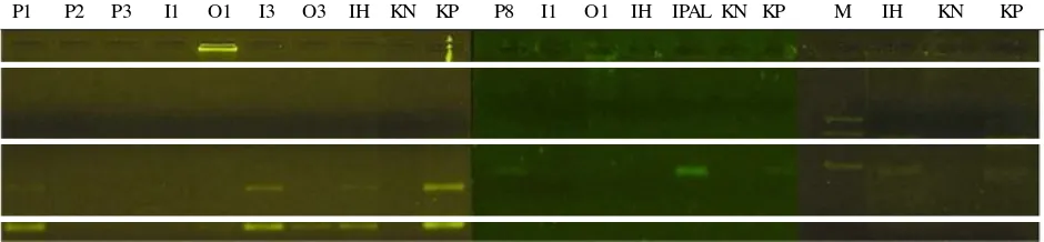 Gambar 2.Amplifikasi PCR dari sampel plankton yang diisolasi dari beberapa lokasi tambak udangsuper-intensif.