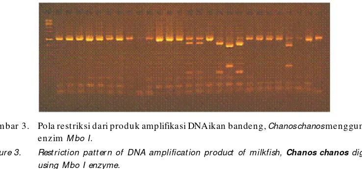 Gambar 3.Pola restriksi dari produk amplifikasi DNA ikan bandeng, Chanos chanos menggunakan