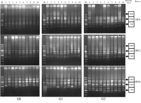 Gambar 1.Hasil elektroforesis PCR-RAPD tiga generasi ikan tambakan (G0: generasi awal, G1: generasipertama, G2: generasi kedua, M: marker DNA Gene Ruller 100 bp plus DNA Ladder dengan primerOPC-2, OPA-2, dan OPA-8, 1-10: sampel ikan).