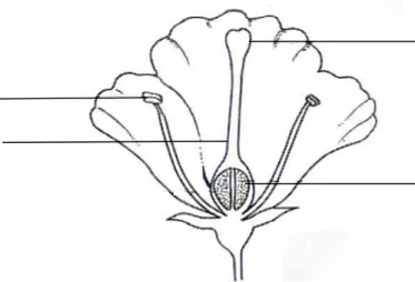 Diagram 12  shows a longitudinal section of a flower. 