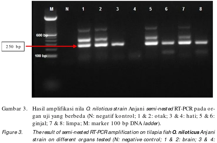 Gambar 3.Hasil amplifikasi nila O. niloticus strain Anjani semi-nested RT-PCR pada or-