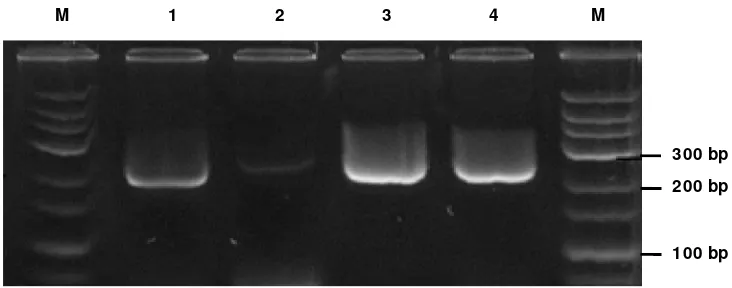 Gambar 1.Amplifikasi PCR dengan menghasilkan fragmen tunggal gen VP-15 yangFigure 1.diisolasi dari genomik udang windu (M=  marker DNA 100 bp; 1-4=  sampeludang).PCR amplification by generating a single fragment of VP-15 gene isolated fromgenomic DNA of tiger shrimp (M=  DNA marker 100 bp; 1-4=  shrimp sample).