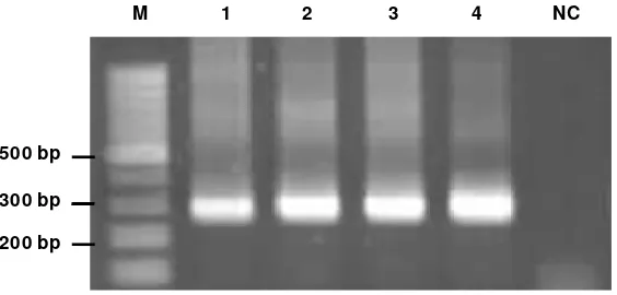 Gambar 2.Fragmen DNA dengansisipan gen pengkode VP-15