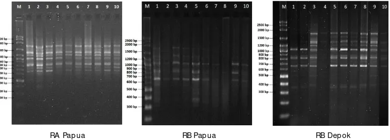 Gambar 2.Profil fragmen RAPD hasil amplifikasi DNA dari tiga populasi ikan rainbow Ajamaru menggunakan
