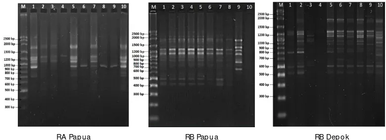 Gambar 3.Profil fragmen RAPD hasil amplifikasi DNA dari tiga populasi ikan rainbow Ajamaru menggunakan