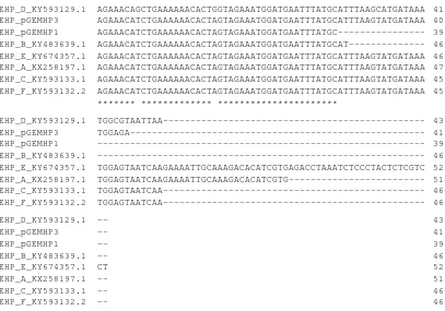 Gambar 6.Hasil pensejajaran sekuen pGEM-HP1 dan pGEM-HP3 dengan SWP-EHP kode lainnya.Figure 6.Multiple sequence alignment result of pGEM-HP1 and pGEM-HP3 with other SWP EHP codesequences.