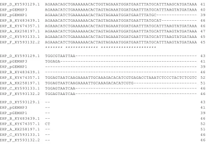 Gambar 6.Hasil pensejajaran sekuen pGEM-HP1 dan pGEM-HP3 dengan SWP-EHP kode lainnya.Figure 6.Multiple sequence alignment result of pGEM-HP1 and pGEM-HP3 with other SWP EHP codesequences.
