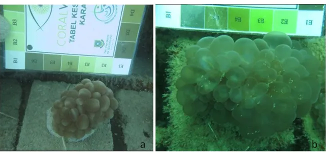 Gambar 2.Kondisi warna karang pada awal penelitian Juli 2016 (a) dan setelahFigure 2. dua bulan dari karang Plerogyra sp