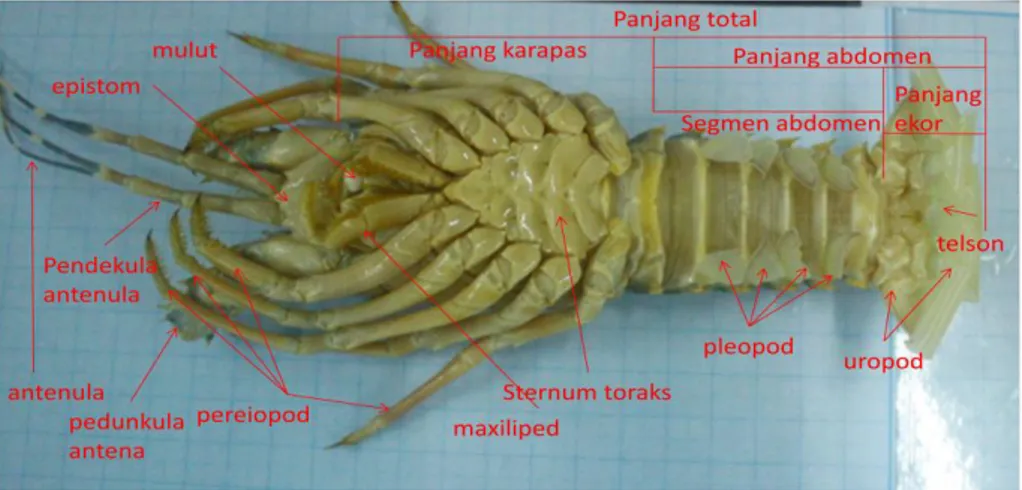 Gambar 4.3. Morfologi Panulirus sp. tampak ventral  Tabel 1. Data Morfometri Spesimen Lobster air Laut  
