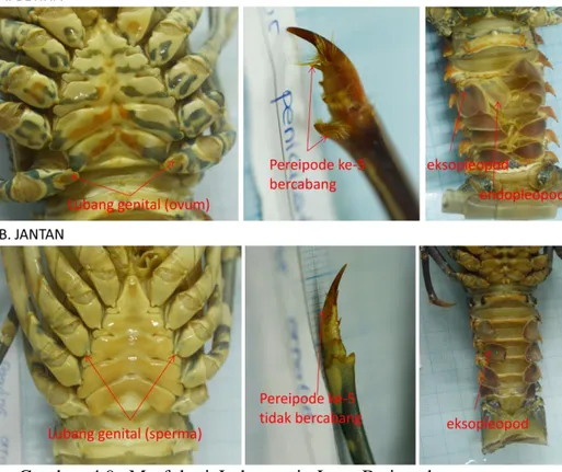 Gambar  4.9.  Morfologi  Lobster  air  Laut  Betina  dan  Jantan  dari  letak  lubang  genital,  perkembangan  kaki  periopod ke-5, dan terbentunya endopleopod