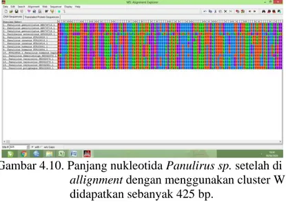 Gambar 4.10. Panjang nukleotida Panulirus sp. setelah di 