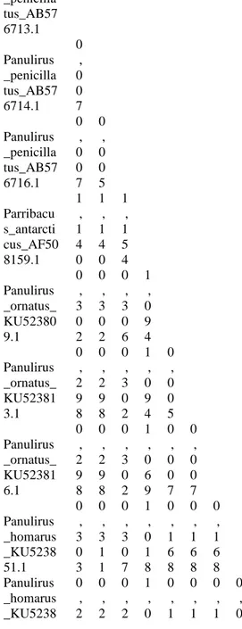 Tabel 4. Pairwise Distance Panulirus sp.  Panulirus _penicilla tus_AB57 6713.1  Panulirus _penicilla tus_AB57 6714.1  0 ,00 7    Panulirus _penicilla tus_AB57 6716.1  0 ,00 7  0,00 5    Parribacu s_antarcti cus_AF50 8159.1  1 ,14 0  1,14 0  1 ,15 4    Panu