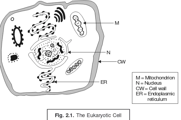 Fig. 2.1. The Eukaryotic Cell
