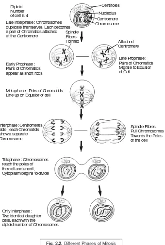 Fig. 2.2. Different Phases of Mitosis