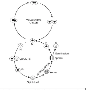 Fig. 2.4. Life cycle of Eukaryotic Protist : Saccharomyces cerevisiae