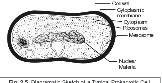 Fig. 2.5. Diagramatic Sketch of a Typical Prokaryotic Cell.