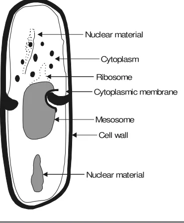 Fig. 2.7. Diagramatic Sketch of Major Sructures of Typical Bacterial Cell Wall