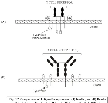 Fig. 1.7. Comparison of Antigen Receptors on : (A) T-cells ; and (B) B-cells