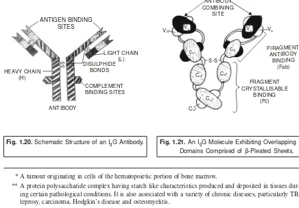 Fig. 1.20. Schematic Structure of an IgG Antibody.