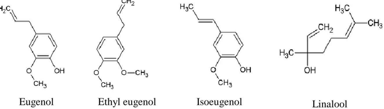 Gambar 2. Minyak essensial turunan phenolik pada O. basilicum (Zarlaha et al., 2014). 