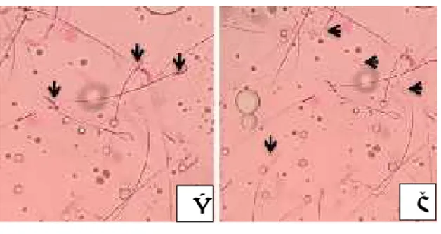 Gambar 1. Viabilitas spermatozoa dengan