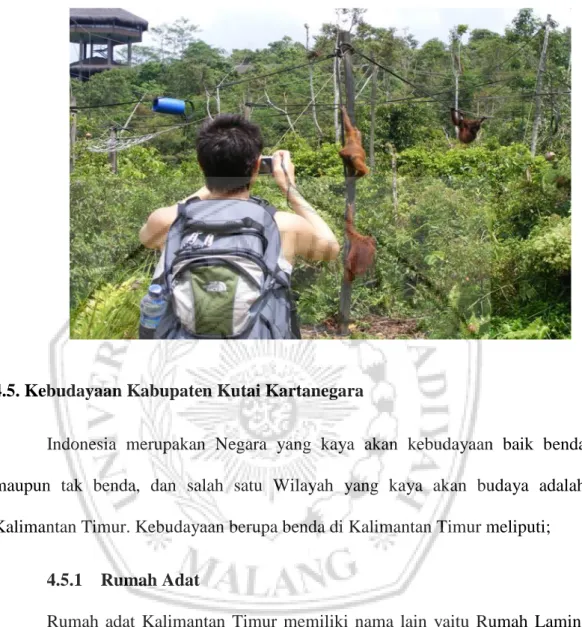 Foto Borneo Orang-utan Survival (BOS) 