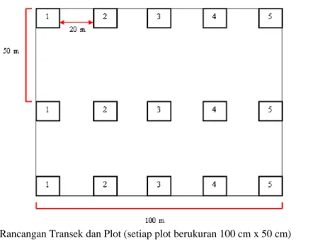 Gambar 1. Rancangan Transek dan Plot (setiap plot berukuran 100 cm x 50 cm) 