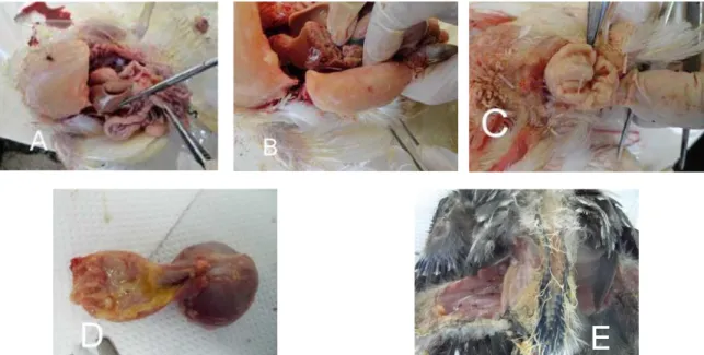Gambar 1. Perubahan patologi anatomi organ ayam penderita gumboro