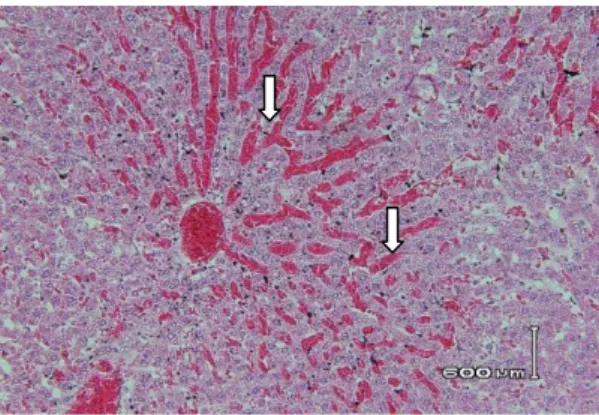 Gambar 1. Gambaran histopatologis hepar tikus perbesaran 40x10 pada kelompok corn  oil  yang  mengalami  kongesti  di  sinusoid  (↓)