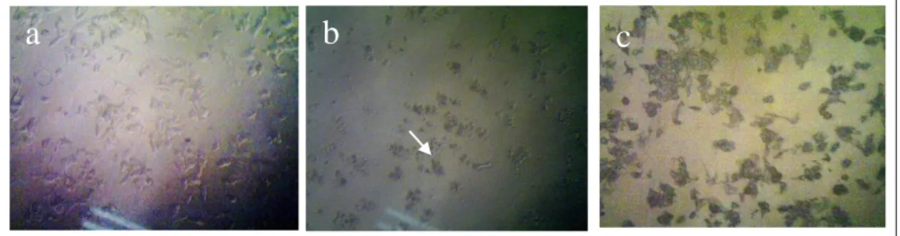 Gambar 1. Gambar morfologi sel MCF-7. Morfologi sel MCF-7 pada kontrol sel (a), sel MCF- MCF-7  setelah  diberi  perlakuan  ekstrak  metanol  200  µg/mL  (b),  pembentukan  kristal  formazan  oleh  sel  MCF-7 setelah diberi reagen MTT (c) 