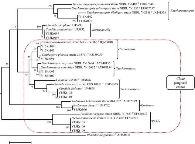 Gambar  2.  Hasil identifikasi isolat khamir penghasil etanol pada pohon filogenetik melalui analisis daerah 