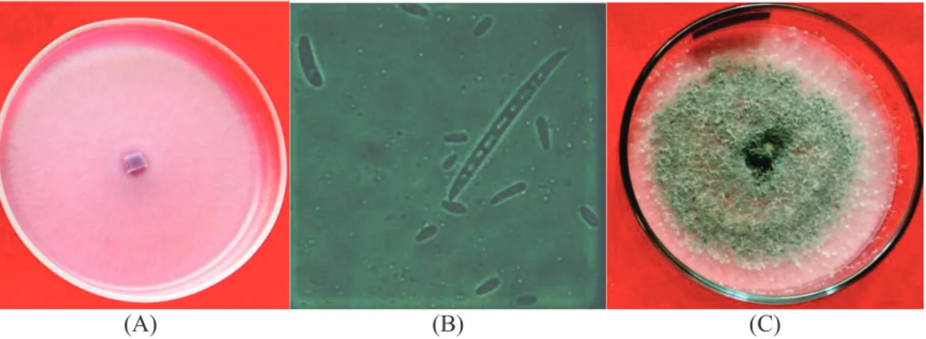 Gambar 1. Isolat FusNP pada cawan petri (A), Makro dan mikrokonidia FusNP (B), Trichoderma sp
