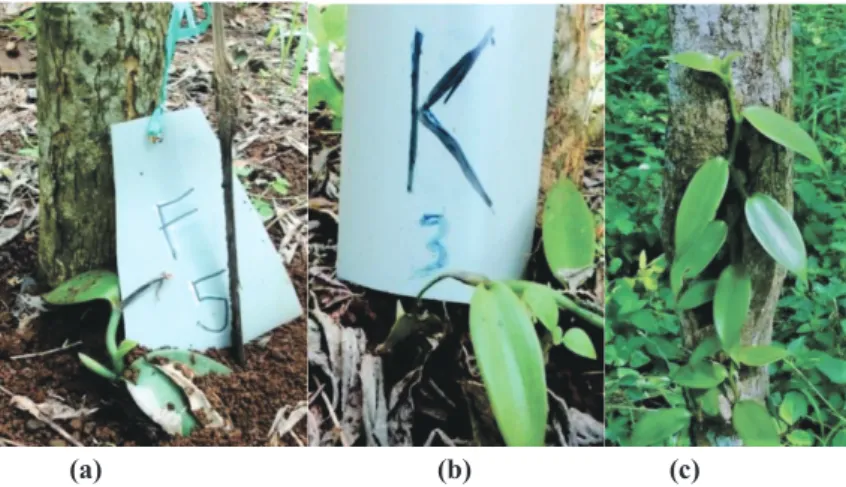 Gambar 2 . Tanaman  vanili  muda  terinfeksi  P. capsici pada  perlakuan  Fus  NP  (a),  dan  kontrol  (b),  tanaman sehat  pada  perlakuan Trichoderma sp
