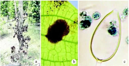Gambar 1. Gejala dan jamur Phytophthora capsici penyebab busuk pangkal batang (BPB)  pada  lada;  (a)  tanaman  lada  terserang  BPB,  (b)  gejala  khas serangan P