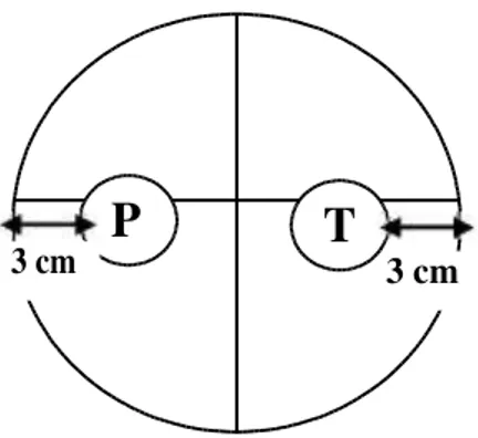 Gambar 1. Cara peletakan inokulum P. capsici dan Trichoderma spp.  Keterangan : P = biakan P