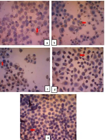 Gambar 2. Hasil pengecatan imunositokimia perbesaran 