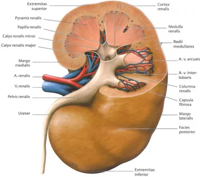 Şekil 1: Böbreğin makroskobik anatomisi (Schünke M, 2015) 