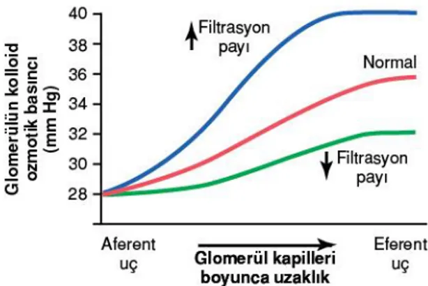 Şekil 6: Filtrasyon fraksiyonu ile onkotik basınç ilişkisi(Guyton A ve Hall J, 2013) 