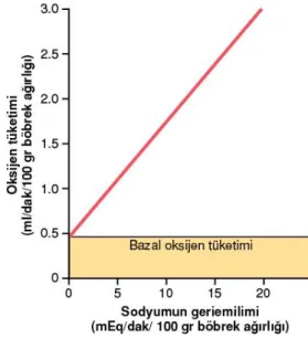 Şekil 7: Böbrek oksijen tüketimi ile Na +  geri emilimi arasındaki ilişki (Guyton A ve Hall 