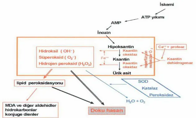 Şekil 9: İskemi-reperfüzyonun doku hasarına etkisi (Ergün E, 1998) 