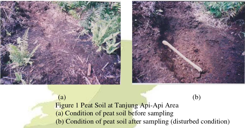 Figure 1 Peat Soil at Tanjung Api-Api Area 
