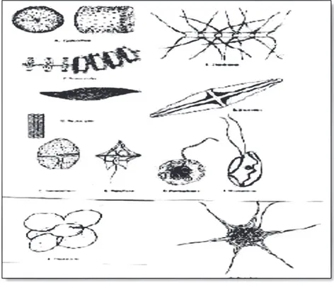 Gambar 4.   Beberapa Jenis Fitoplankton  (Sumber: Koesoebiono, 1992)