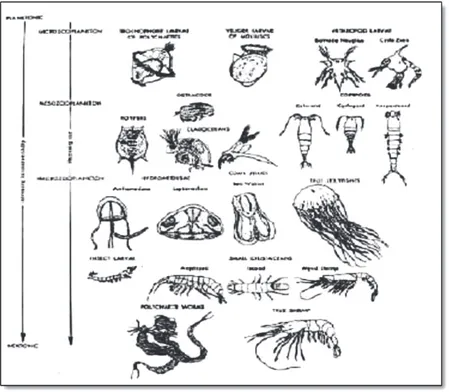 Gambar 5.   Beberapa  Jenis  Zooplankton  disusun  berdasarkan  Ukuran dan Kemampuan Pergerakan (Sumber:  Koe-soebiono, 1992)
