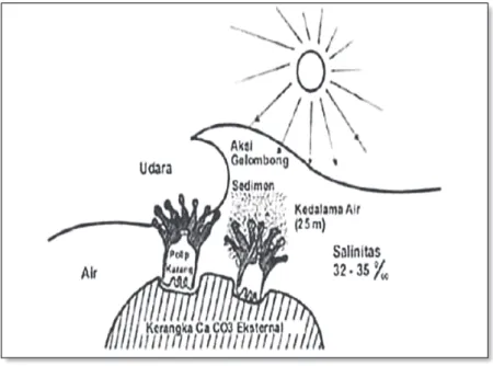 Gambar 9.   Kombinasi Faktor Lingkungan yang Mempengaruhi  Pertumbuhan Karang dan Zooxanthellae Serta Per   -kem    bangan Terumbu (Sya’rani, 1980)