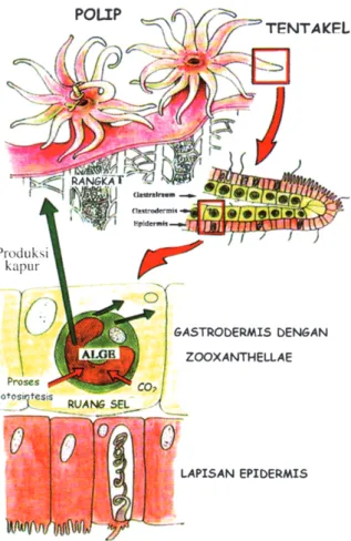 Gambar 12.   Keterkaitan Simbiosis Mutualistik Antara Hewan  Karang dengan Zooxanthellae Dalam Pembentukan  Struktur Terumbu Karang (Sya’rani, 1980)