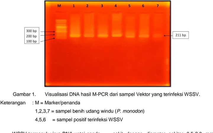 Gambar 1.  Visualisasi DNA hasil M-PCR dari sampel Vektor yang terinfeksi WSSV.  Keterangan  : M = Marker/penanda 