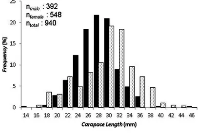 Gambar 2. Frekuensi panjang udang putih di perairan Kotabaru, Kalimantan Selatan. Figure 2